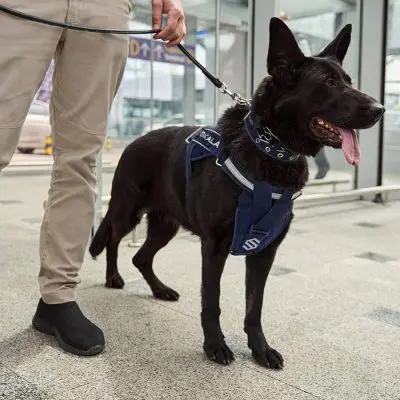 Protección Canina – Servicios